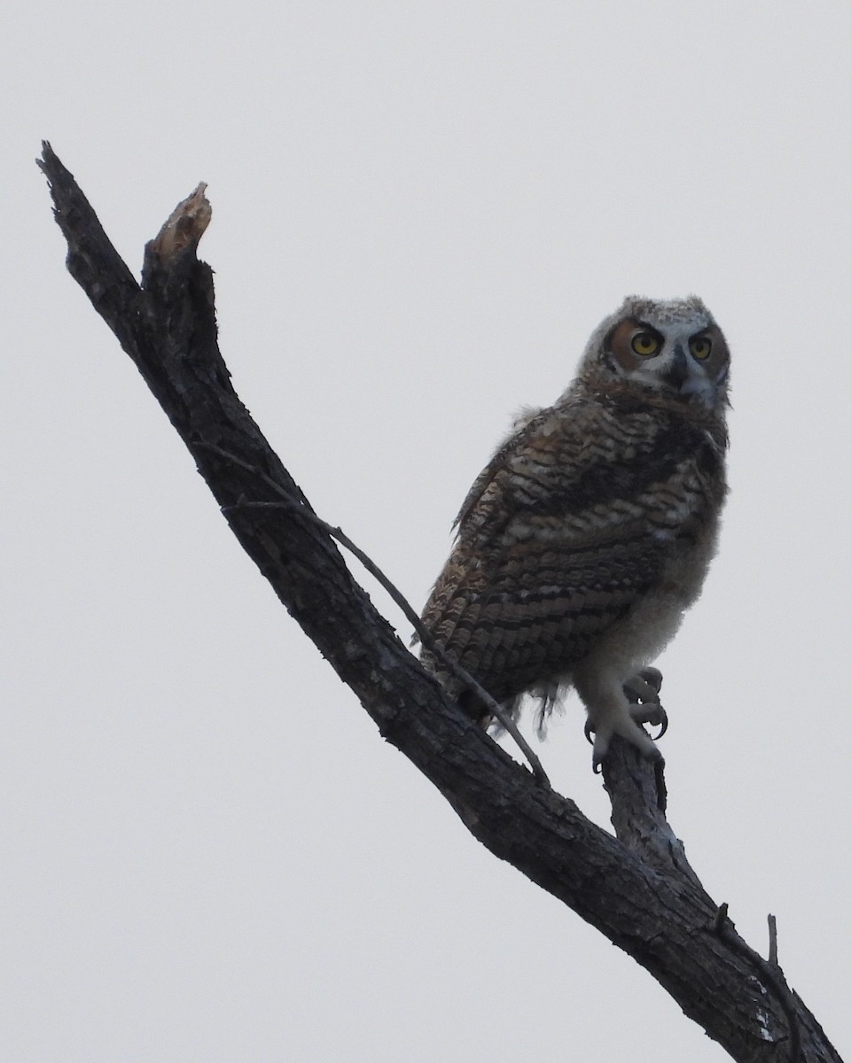 Great Horned Owl - Cheryl Niemeier