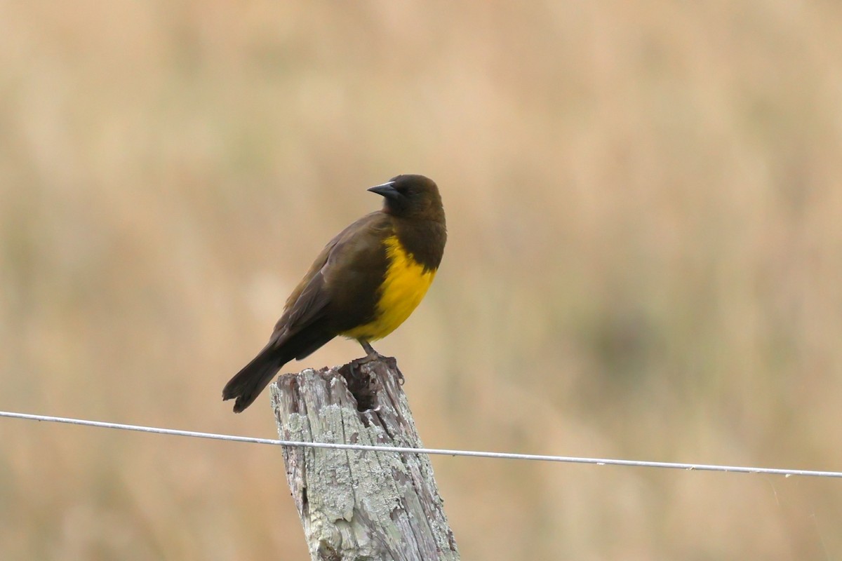 Brown-and-yellow Marshbird - Gonzalo Galan