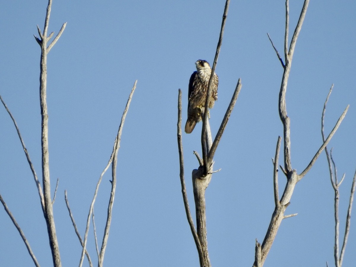 Peregrine Falcon - ML618701324