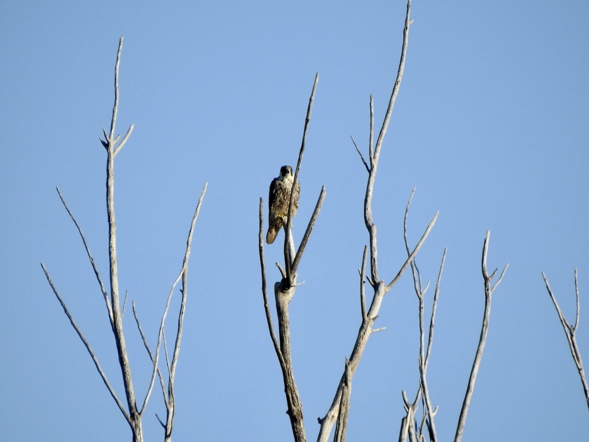 Peregrine Falcon - ML618701325