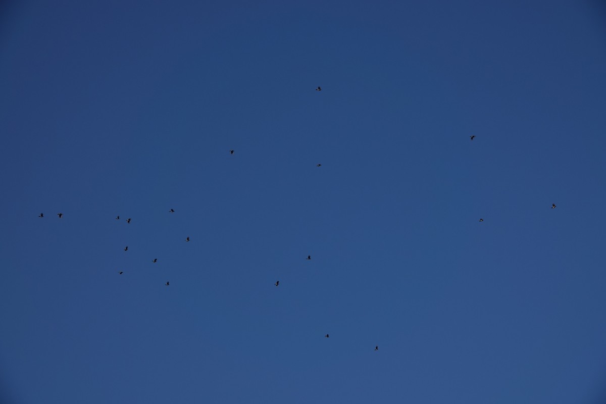 Chara Azul - ML618701380