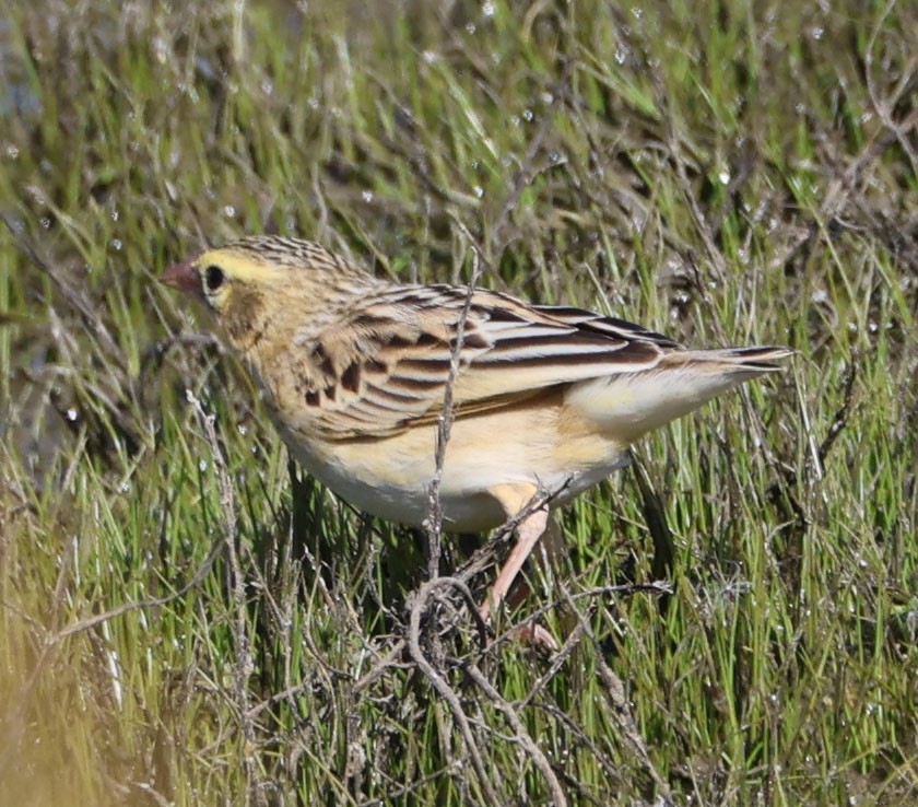 Northern Red Bishop - ML618701384