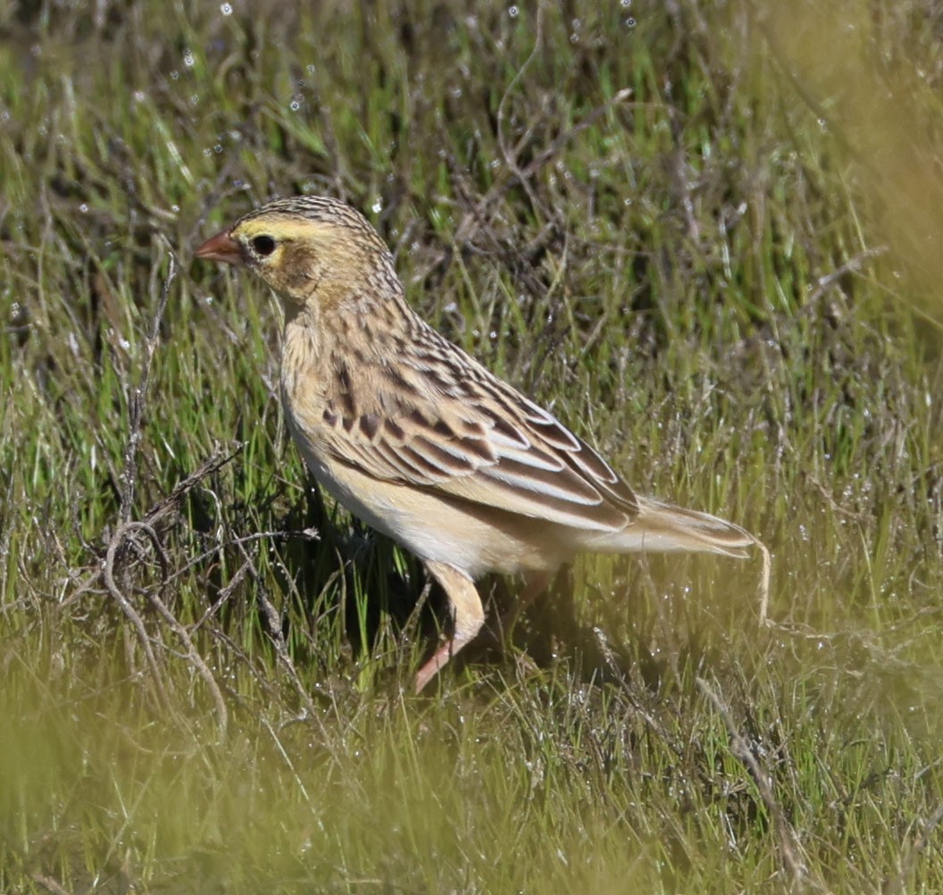 Northern Red Bishop - ML618701385