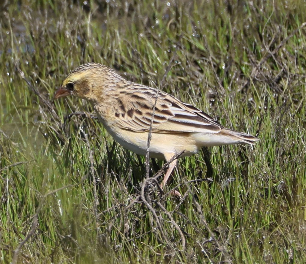 Northern Red Bishop - ML618701386