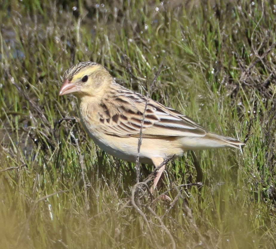 Northern Red Bishop - ML618701388