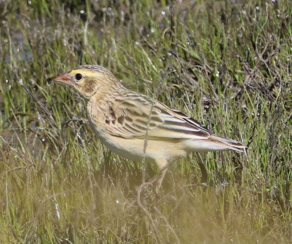 Northern Red Bishop - ML618701389