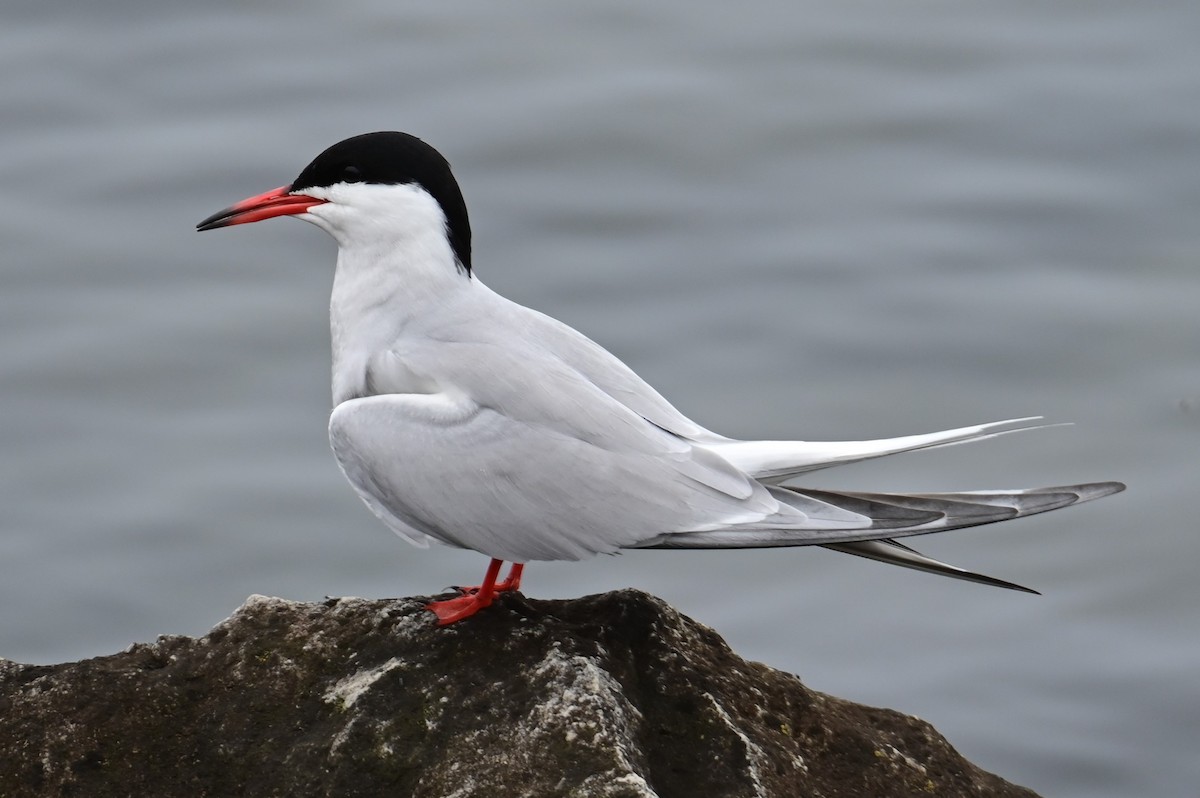 Common Tern - Nicolle and H-Boon Lee