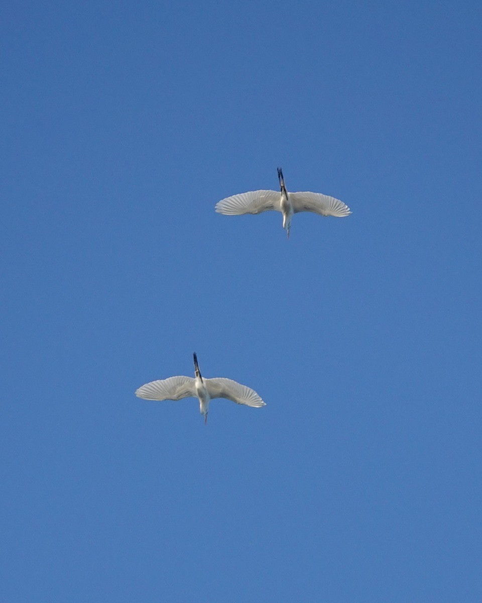 Great Egret - ML618701422