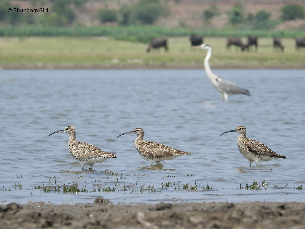 Whimbrel - Shubham Giri