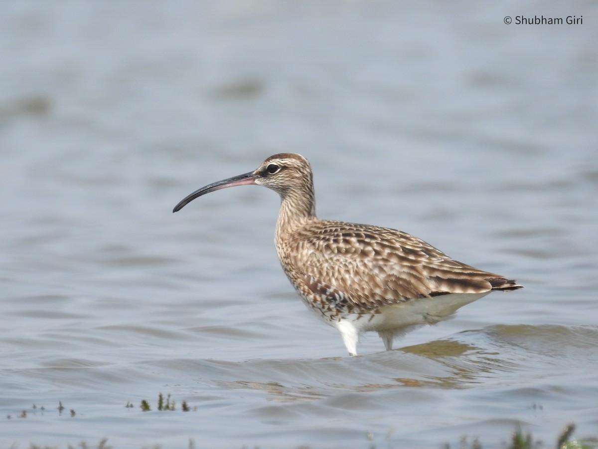 Whimbrel - Shubham Giri