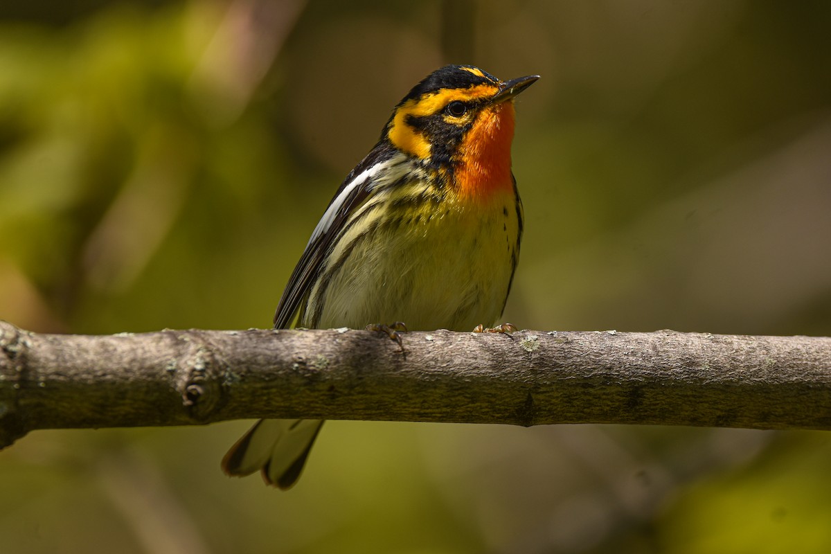 Blackburnian Warbler - Peel Rails