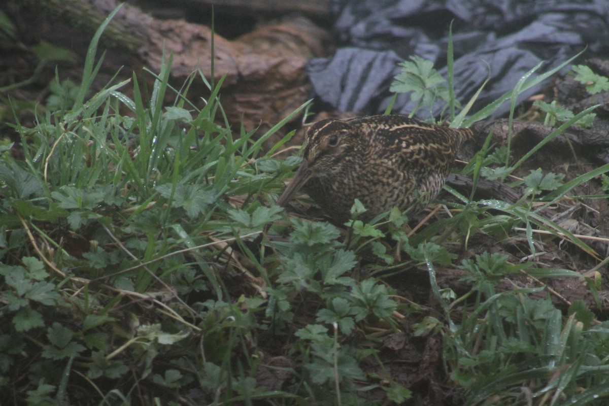 Fuegian Snipe - ML618701465