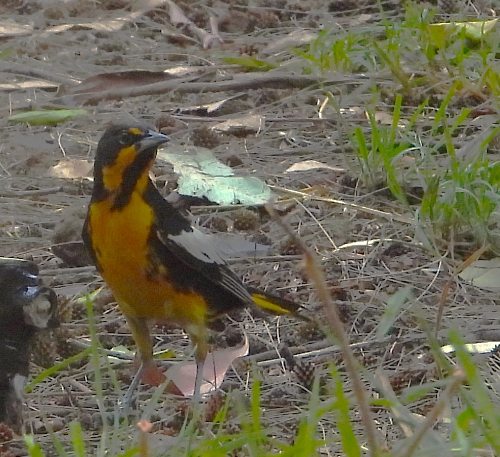 Black-backed Oriole - Guadalupe Esquivel Uribe