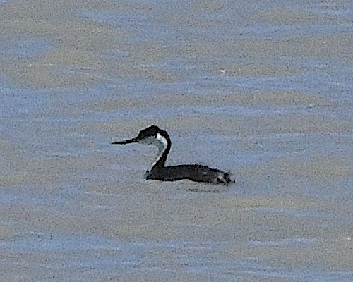 Western Grebe - ML618701476