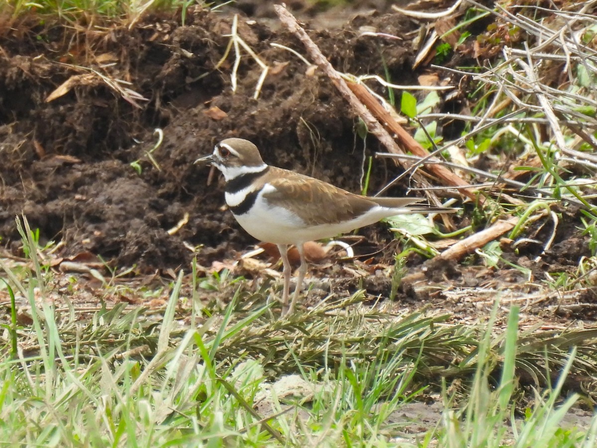 Killdeer - Jennifer Wilson-Pines