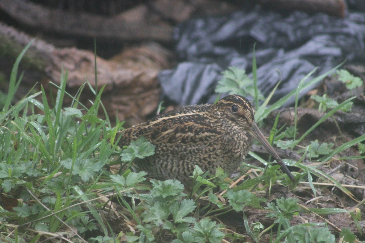 Agachadiza Fueguina - ML618701492