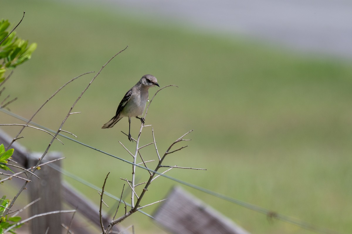 Northern Mockingbird - ML618701495