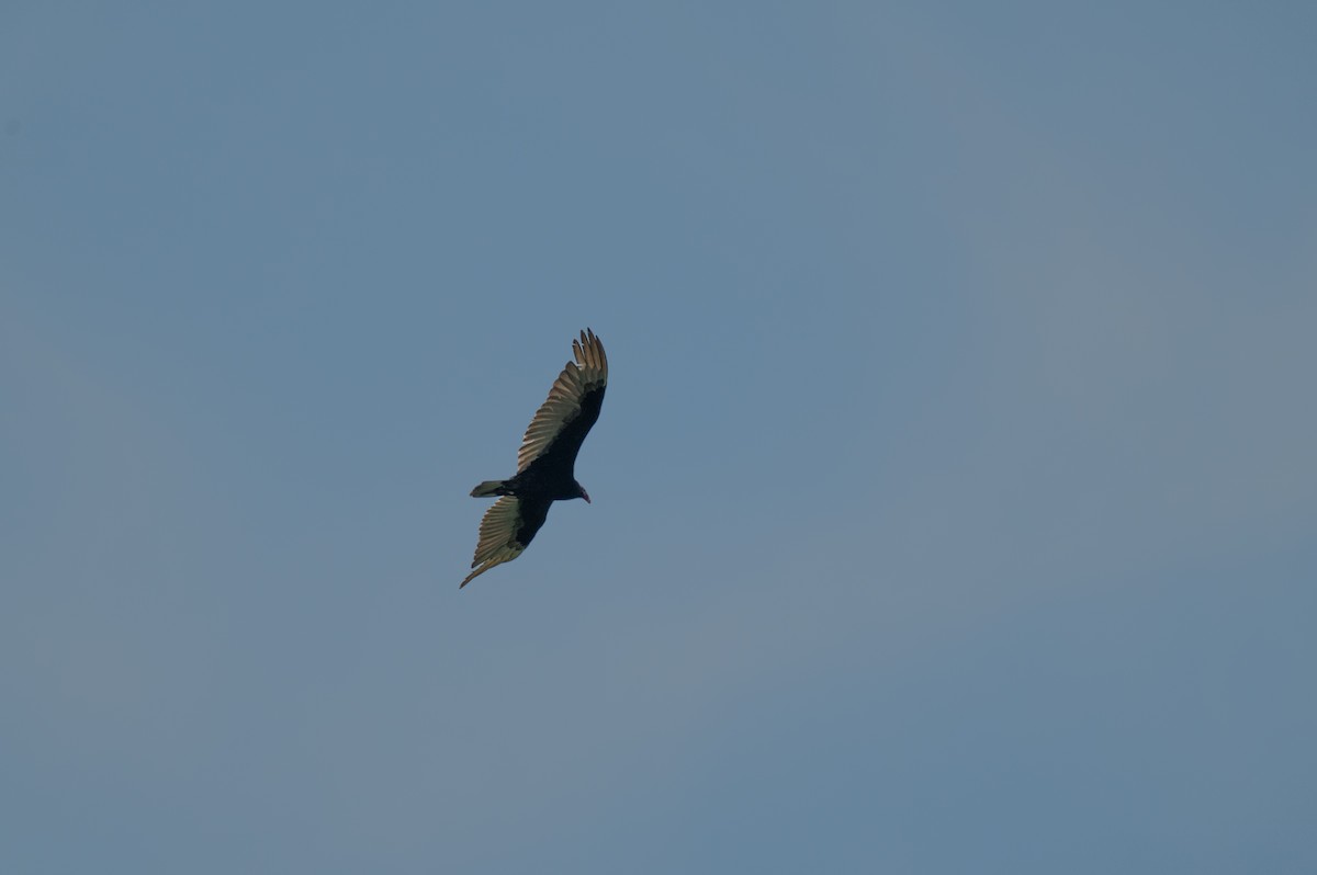 Turkey Vulture - ML618701506