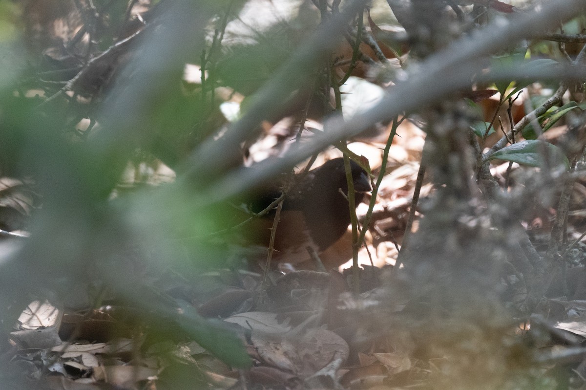 Eastern Towhee - ML618701513