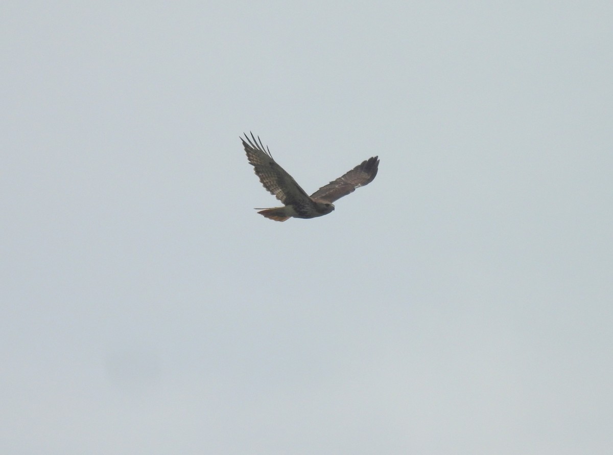 Red-tailed Hawk - ML618701516