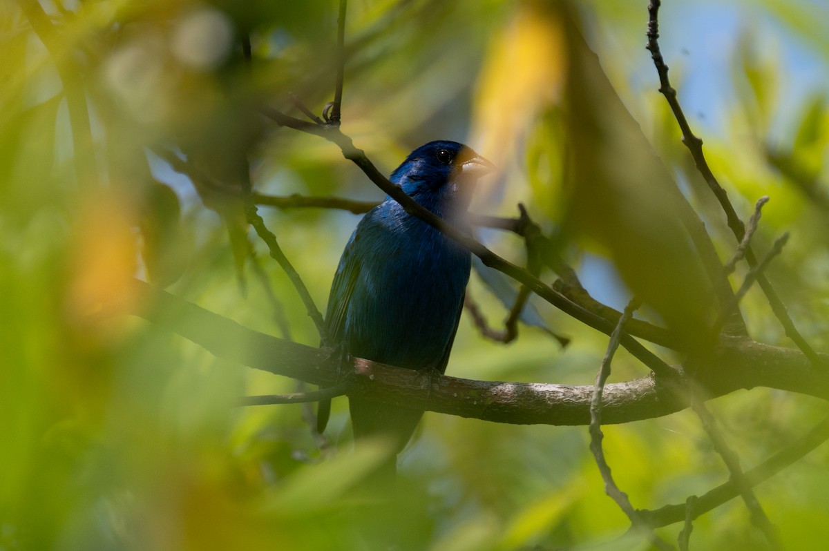 Indigo Bunting - ML618701527