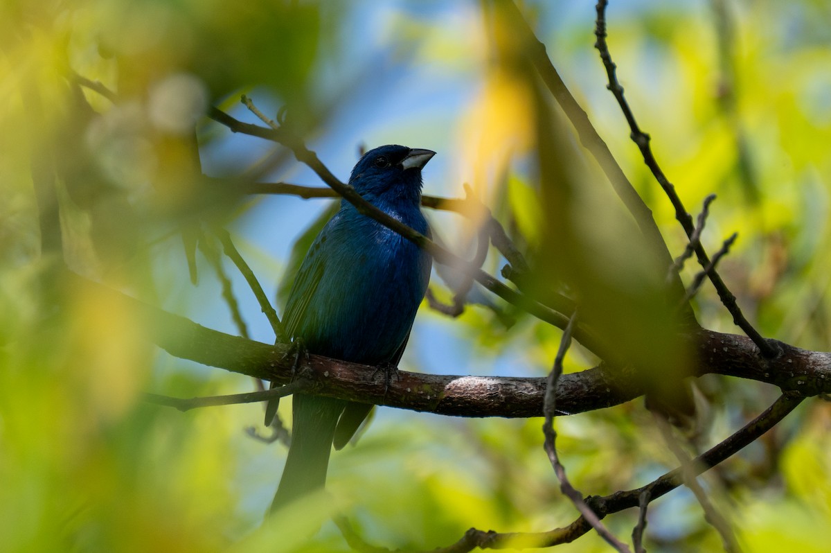 Indigo Bunting - Isaac Boardman