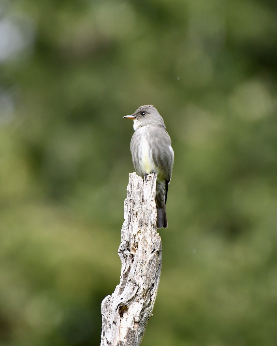 Olive-sided Flycatcher - ML618701541