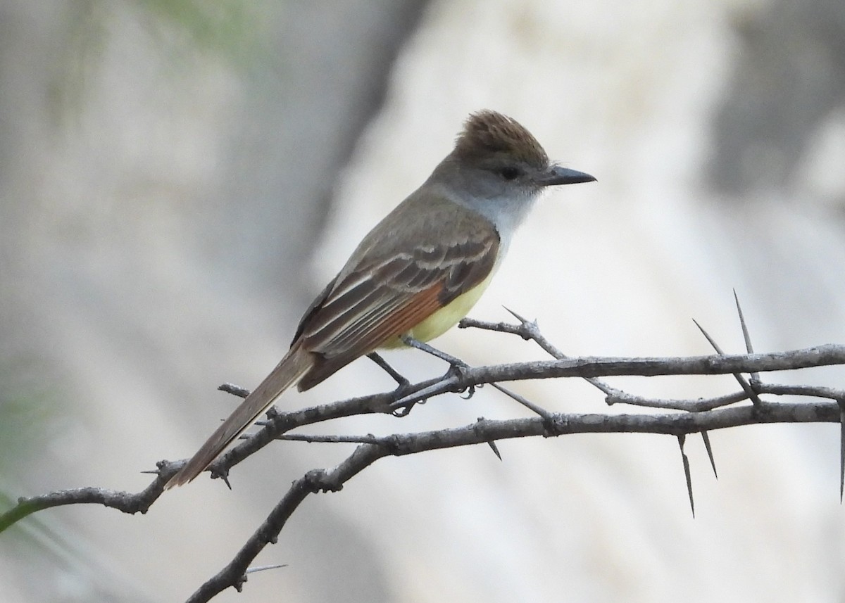 Brown-crested Flycatcher - Cheryl Niemeier