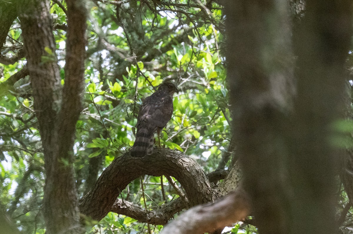 Cooper's Hawk - ML618701555