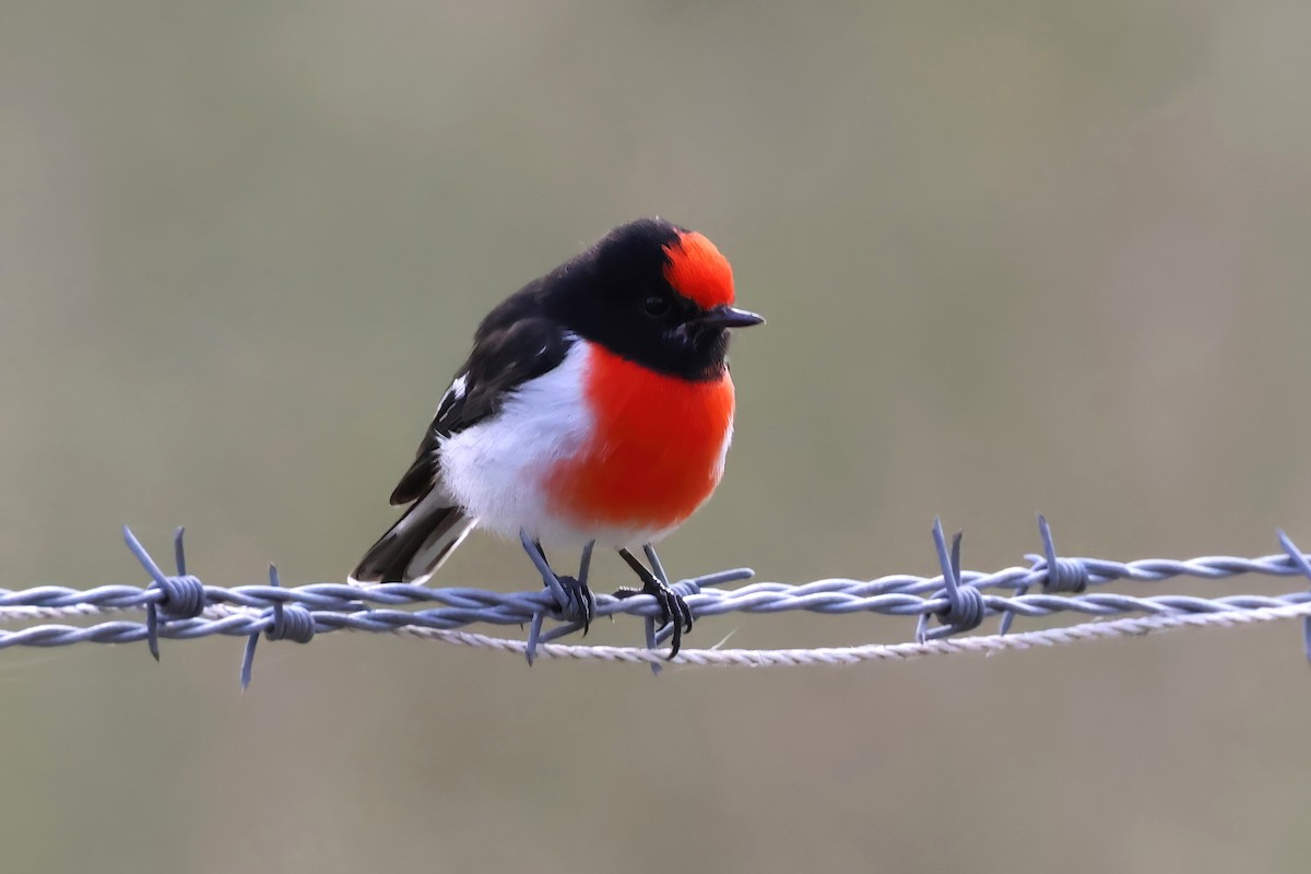 Red-capped Robin - ML618701561