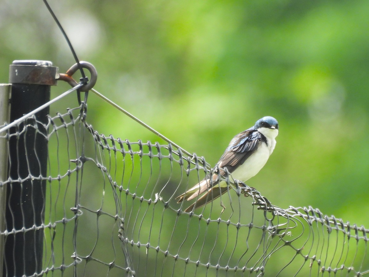 Tree Swallow - ML618701566