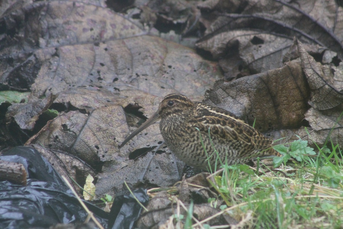 Fuegian Snipe - NATHALIE BRITO