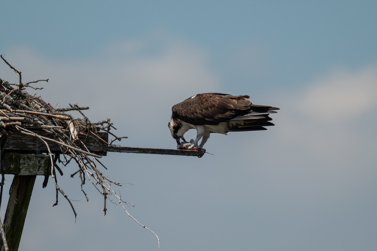 Osprey - ML618701584