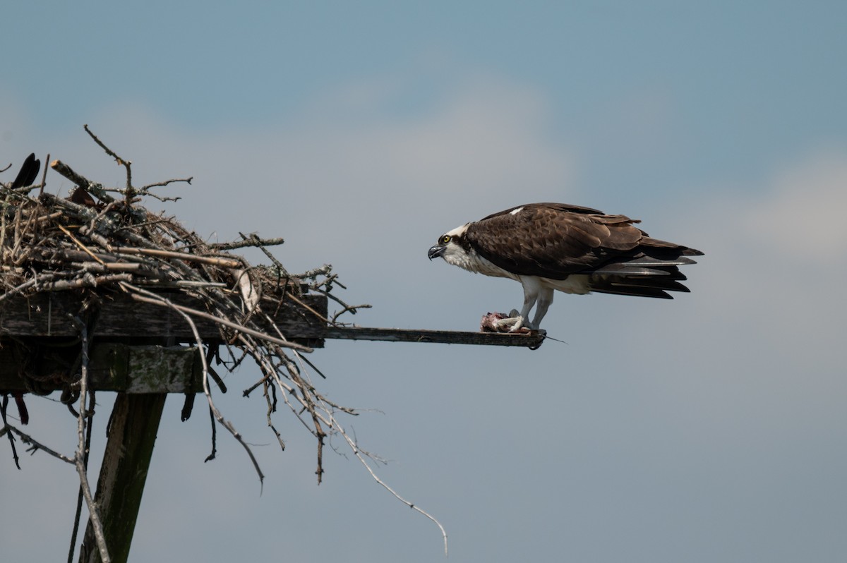 Osprey - ML618701585