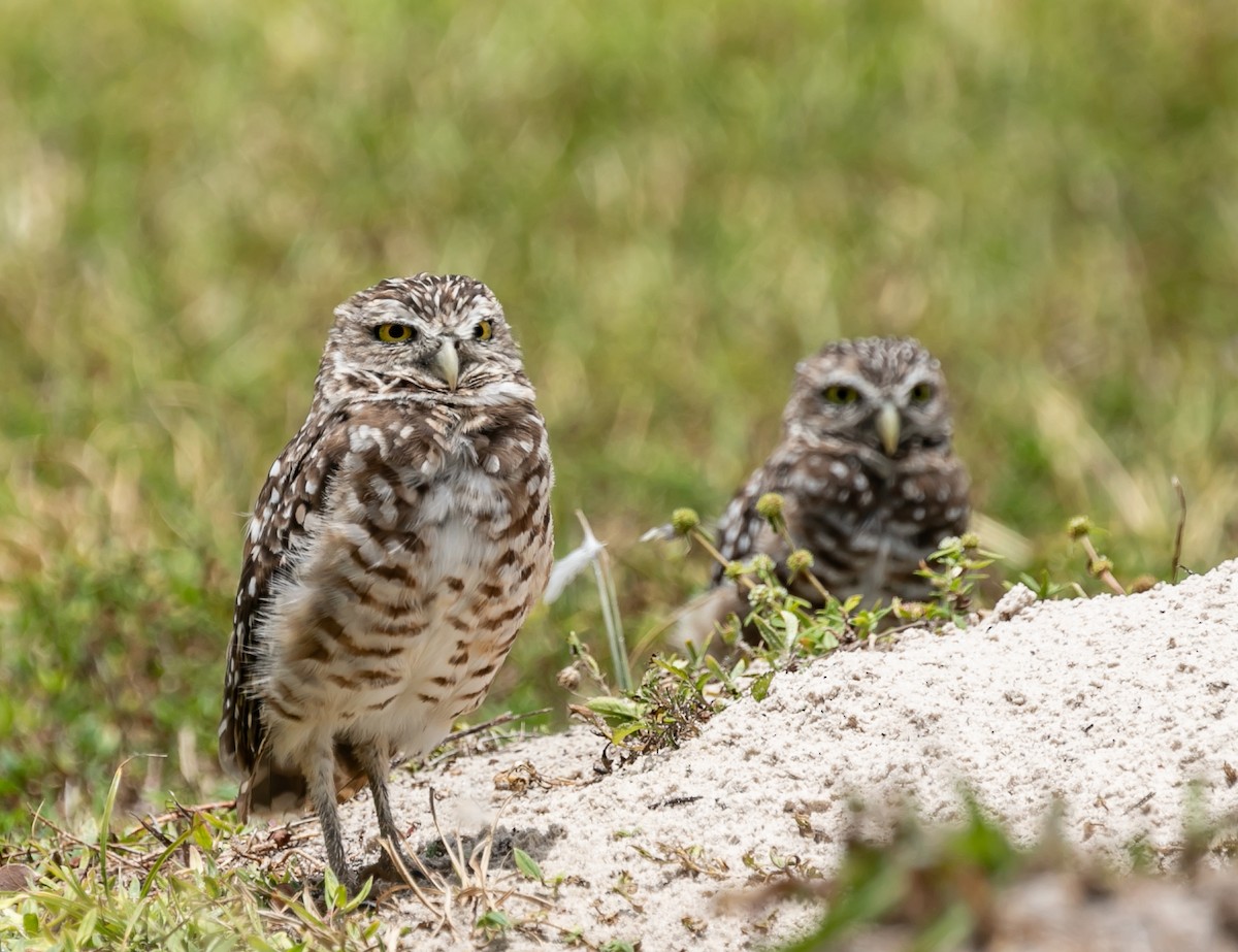 Burrowing Owl (Florida) - Damon Haan