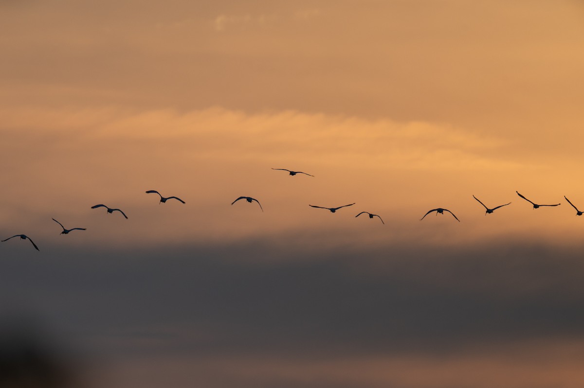 White Ibis - ML618701626