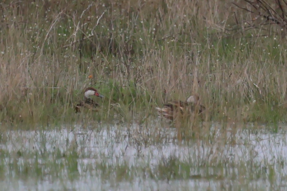 White-cheeked Pintail - ML618701666