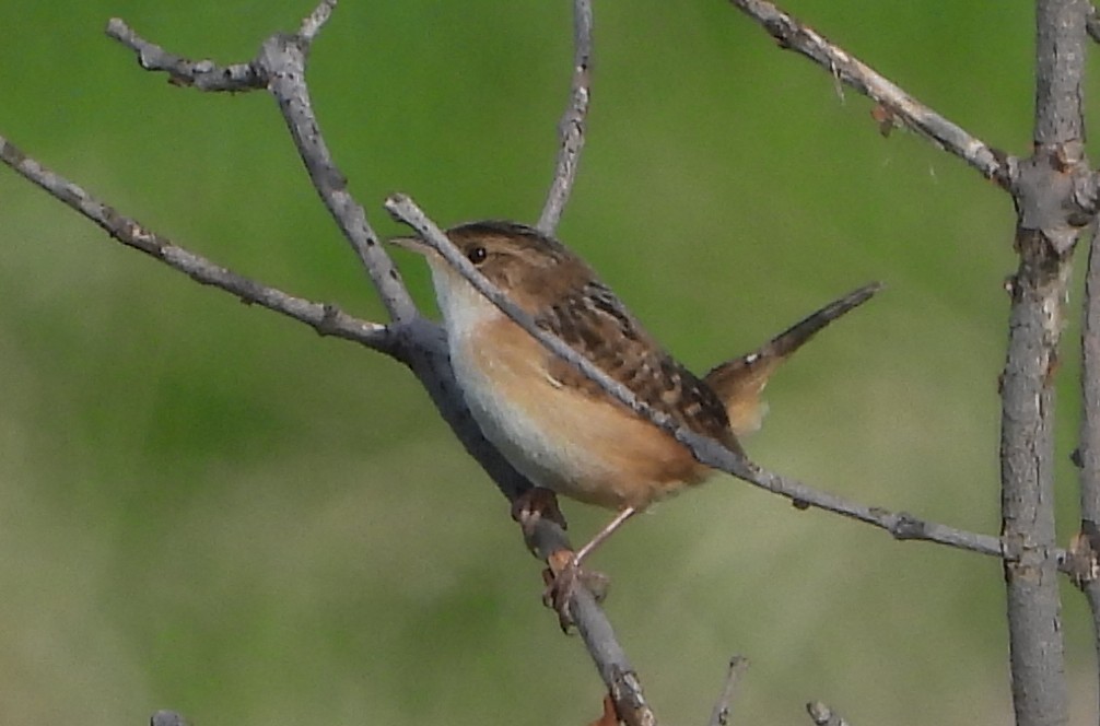 Sedge Wren - ML618701678