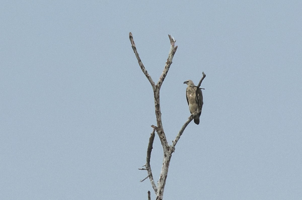 Gray-headed Fish-Eagle - Dave Bakewell