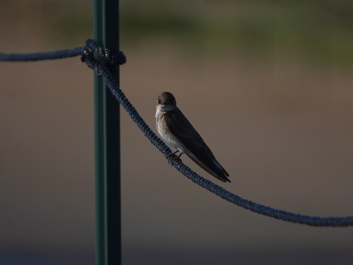 Northern Rough-winged Swallow - ML618701680