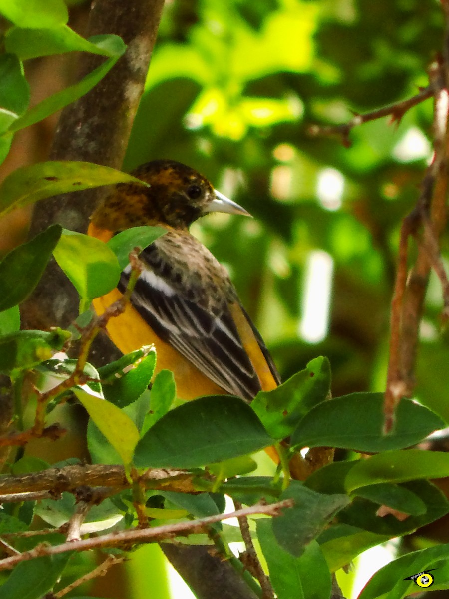 Baltimore Oriole - Christophe Lecocq