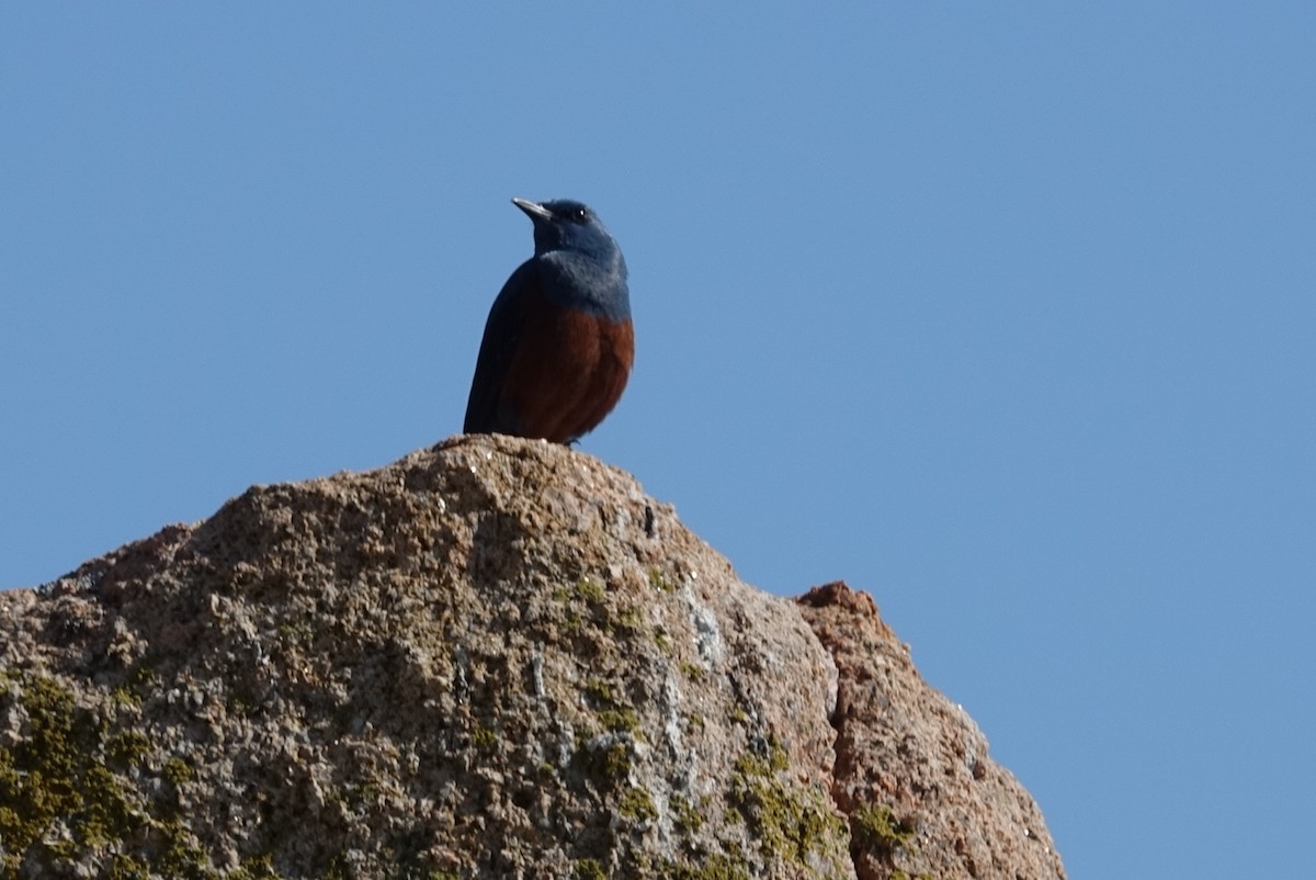 Blue Rock-Thrush - ML618701708