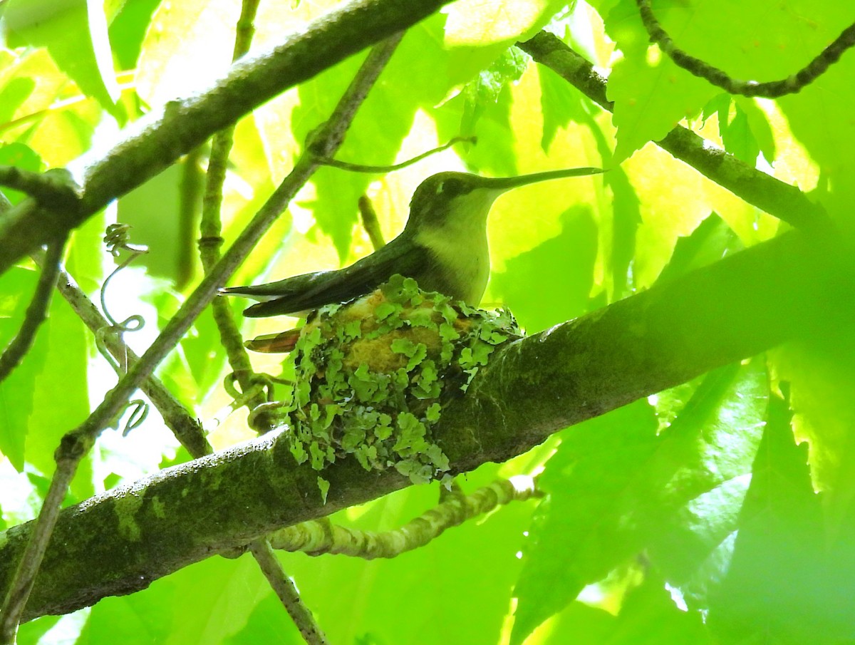 Ruby-throated Hummingbird - Jennifer Wilson-Pines