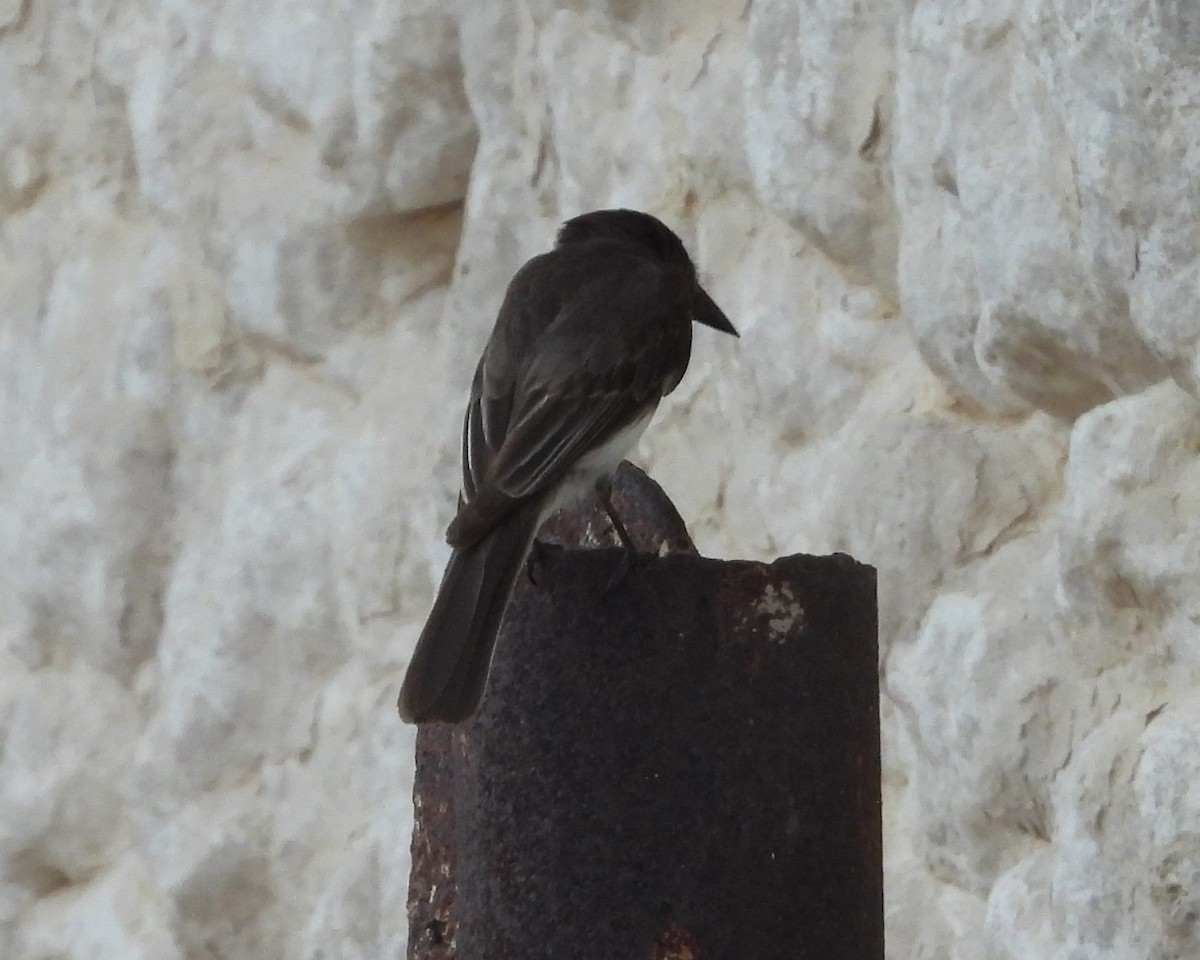 Black Phoebe - ML618701760