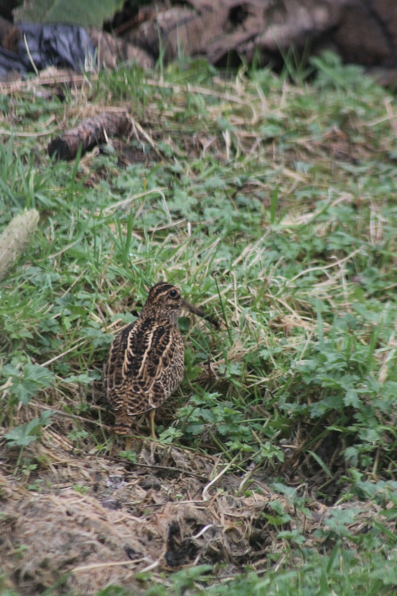 Fuegian Snipe - ML618701837