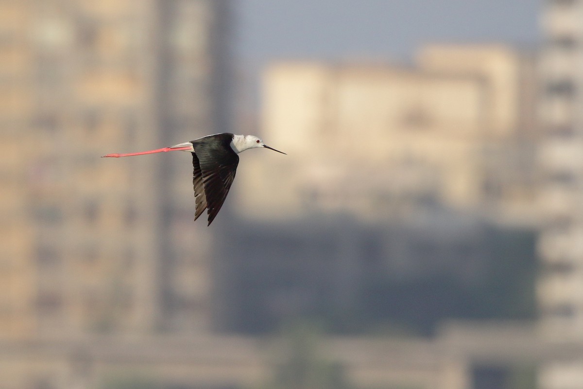 Black-winged Stilt - ML618701850