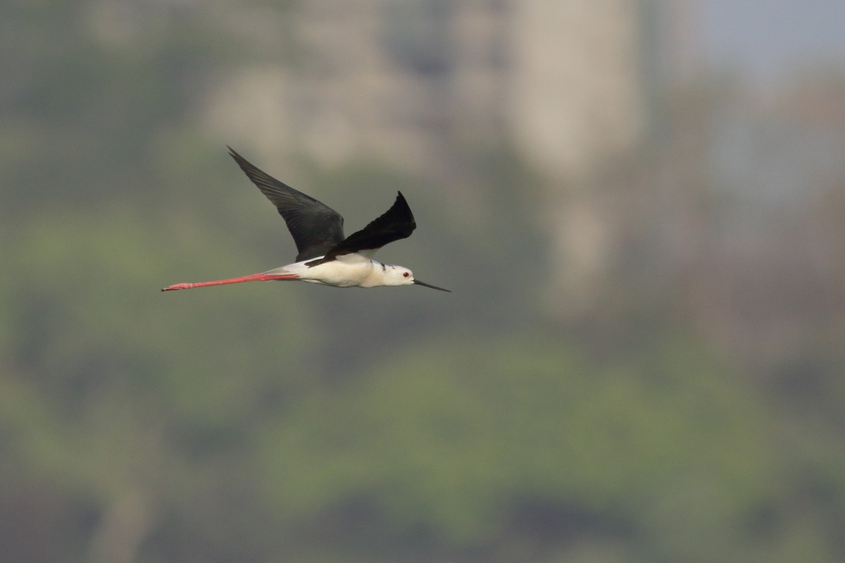 Black-winged Stilt - ML618701851