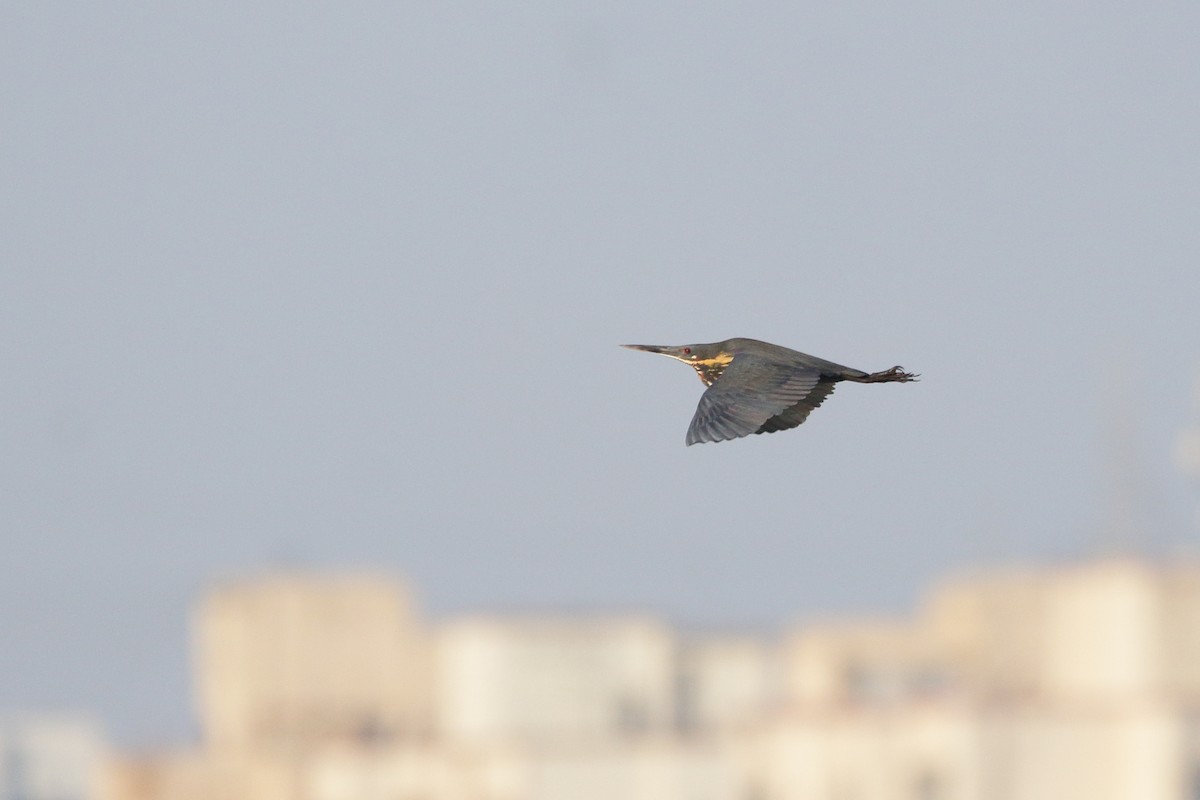 Black Bittern - ML618701859