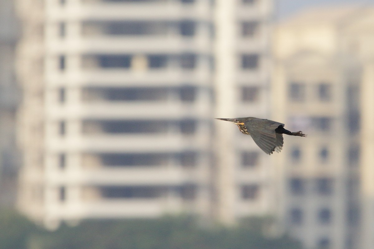 Black Bittern - Arghya Sinha