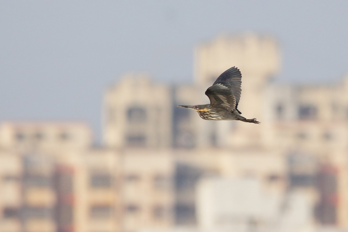 黃頸黑鷺 - ML618701864